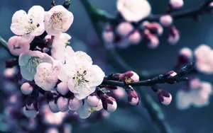 The Beauty Of Cherry Blossoms Wallpaper
