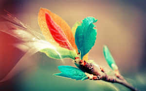 The Beauty Of Difference Wallpaper
