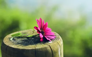 The Beauty Of Nature - A Perfect Pink Flower Wallpaper