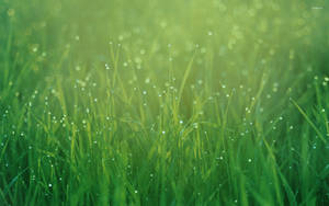 'the Beauty Of Nature - Dewdrops On An Early Morning Grass' Wallpaper