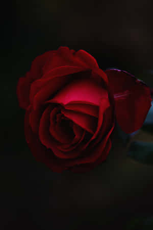 The Beauty Of The Cool Rose Wallpaper