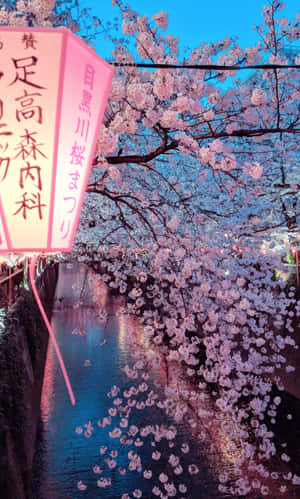 The Blooming Beauty Of The Japanese Cherry Tree Wallpaper