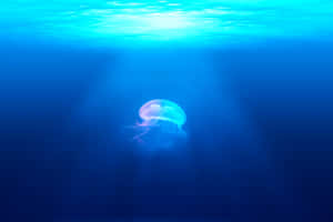 The Blue Haven Of Pretty Ocean Wallpaper