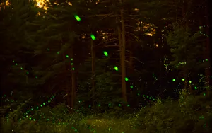 The Brilliance Of A Firefly On A Summer Night Wallpaper