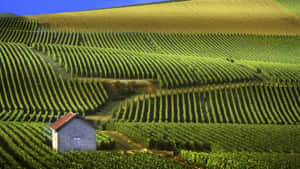 The Champagne Vineyard Wallpaper