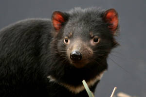 The Cuddly But Fierce Tasmanian Devil Wallpaper