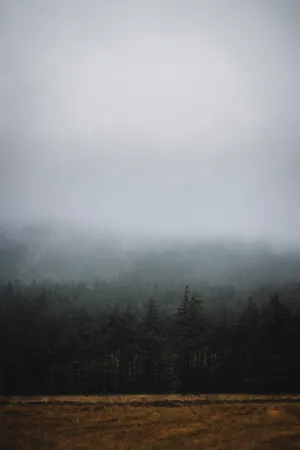 The Darkness In The Forest Veils A Grey Sky Wallpaper