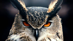 The Fierceness Of A Great Horned Owl Wallpaper