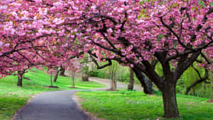 The Gentle Yet Energetic Hues Of Japan In The Form Of A Pink Sakura Flower Wallpaper