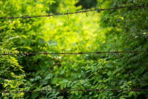 The Glory Of Independence Park At Daybreak Wallpaper