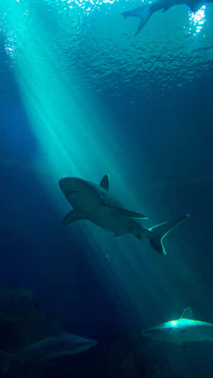 The Great Black Shark Portrait Wallpaper