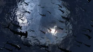 The Hammerhead Shark - Nature's Perfect Hunter Wallpaper