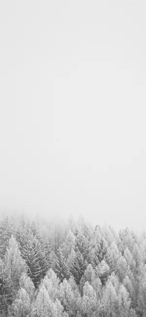 The Latest Iphone 11 In White Wallpaper