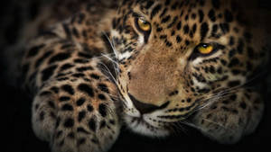 The Leopard Gaze Hd Wallpaper