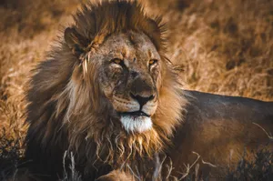 The Lion King: King Of Beasts Wallpaper