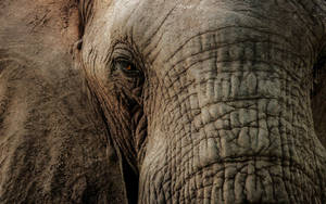 The Majestic Close Up Of An Elephant Wallpaper