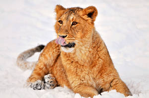 The Mighty Lion King Standing In The Cold Winter Snow Wallpaper