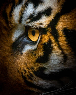 The Piercing Gaze Of A Wild Tiger. Wallpaper