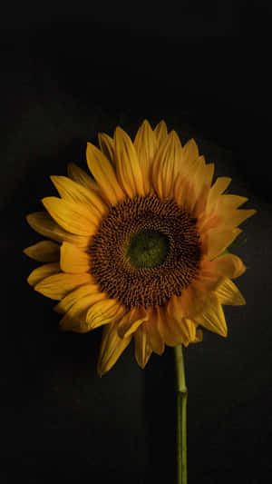 The Rich Dark Color Of A Sunflower Petal Wallpaper