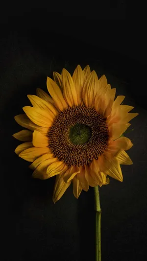 The Rich Dark Color Of A Sunflower Petal Wallpaper