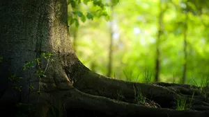 The Roots Of The Forest Are Strong Wallpaper