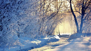 The Snow-covered Path Of A Winter's Forest