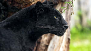 The Strength Of A Black Jaguar Wallpaper