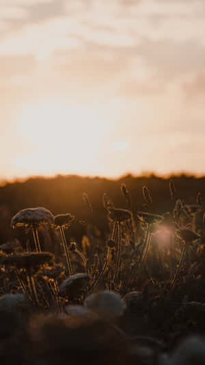 The Sun Rising For Instagram Stories Wallpaper