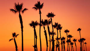 The Sun Sets Over Santa Ana Wallpaper