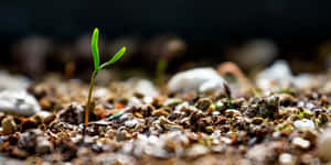 The Thriving Life Of A Green Plant In Rich, Natural Soil. Wallpaper