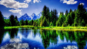 The Todd Lake With Pine Trees Landscape Wallpaper