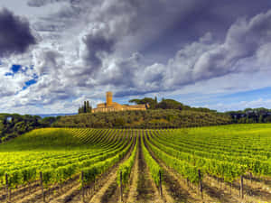 The Tuscany Vineyard Wallpaper