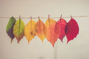 The Unparalleled Beauty Of Autumn Foliage Wallpaper