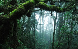 The Vibrant Greenery Of A Dense Jungle Canopy Wallpaper