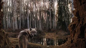The Wild Beauty Of A Majestic Wolf In Its Natural Habitat. Wallpaper