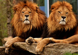 There Is No Denying That The King Of Beasts Holds Court Over The Savannah Wallpaper