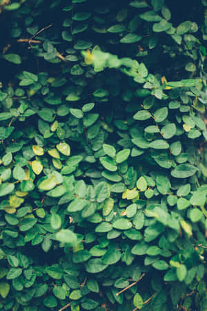 Thick Green And Yellow Shrubs Wallpaper