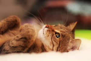 Thinking Cute Cat Pfp Wallpaper
