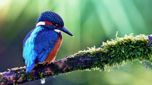 This Beautiful Bird Stands Against A Vibrant Blue Sky. Wallpaper