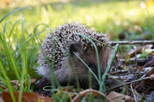 This Cute Hedgehog Is Looking For New Adventure! Wallpaper