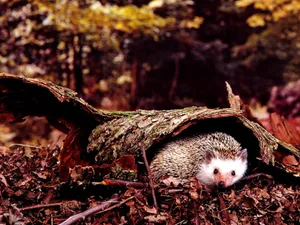 This Cute Hedgehog Is Ready For Cuddle Time! Wallpaper