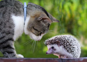 “this Cute Hedgehog Is Ready To Explore The World!” Wallpaper