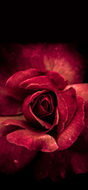 This Cute Rose Brightens Everything Wallpaper