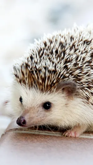 This Happy Hedgehog Loves To Explore The Wild! Wallpaper