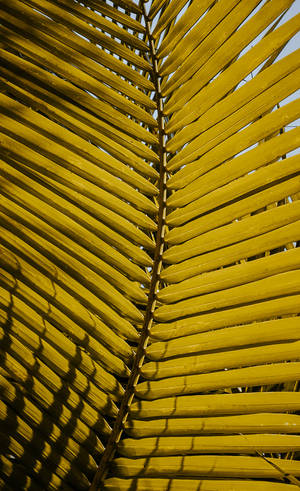 Thoughtful Reflections With A Yellow Palm Leaf Wallpaper