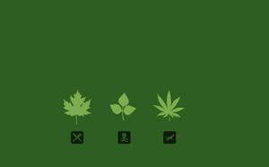 Three Cannabis Types Wallpaper