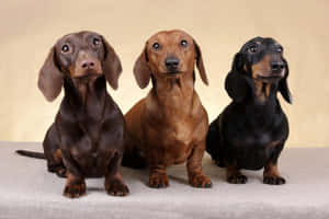 Three Dachshund Photoshoot Wallpaper