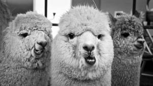 Three Gray Alpacas Wallpaper