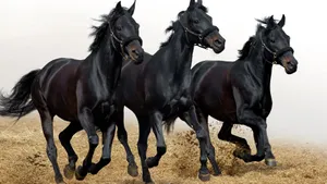 Three Horses Sprinting Into A Sunlit Path Wallpaper