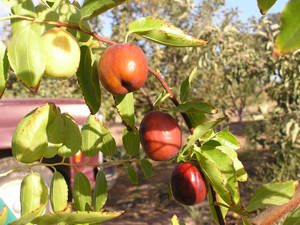 Three Jujube Fruits On Branch Wallpaper